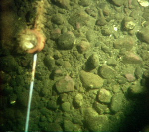  Hydroids or hydrozoans growing in compass.