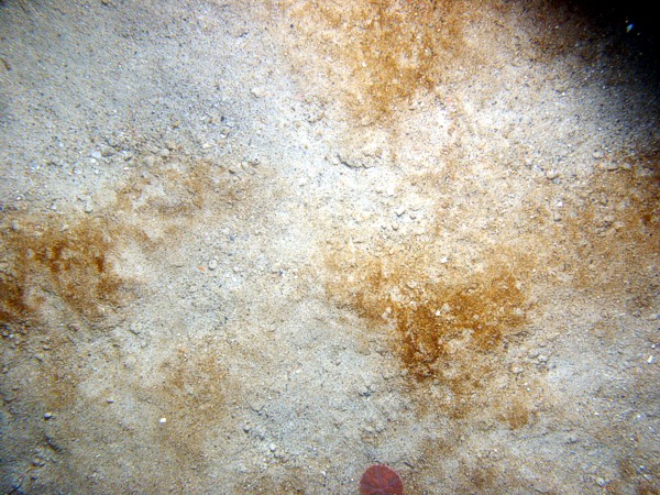 Sand, some gravel (pebbles), ripples, some organics on ripple crests, sand dollars, starfish, sand eels.