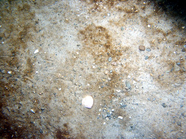 Sand, gravel and organics concentrated in ripple troughs, some shell debris, crabs.