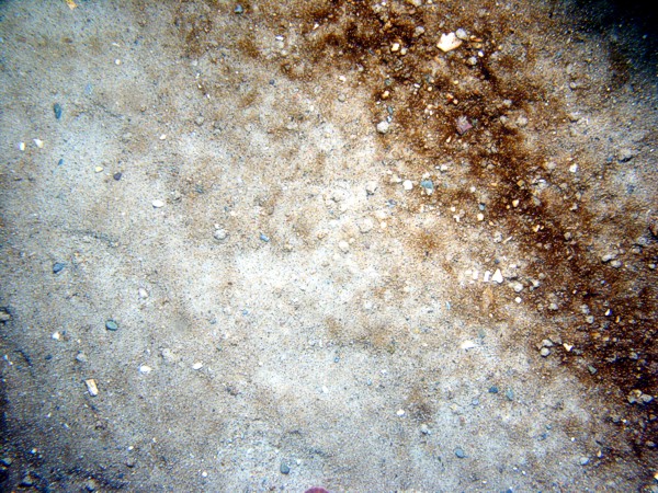 Sand, gravel and organics concentrated in ripple troughs, sand eels, sand dollars, some cobbles.