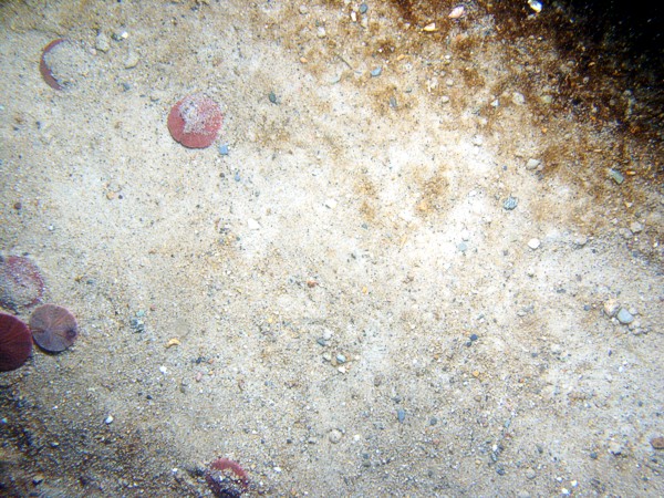 Sand, few pebbles, large ripples (10-20 cm), sand dollars concentrated on ripple crests, organics concentrated in troughs, scattered shell debris. Moon snails.