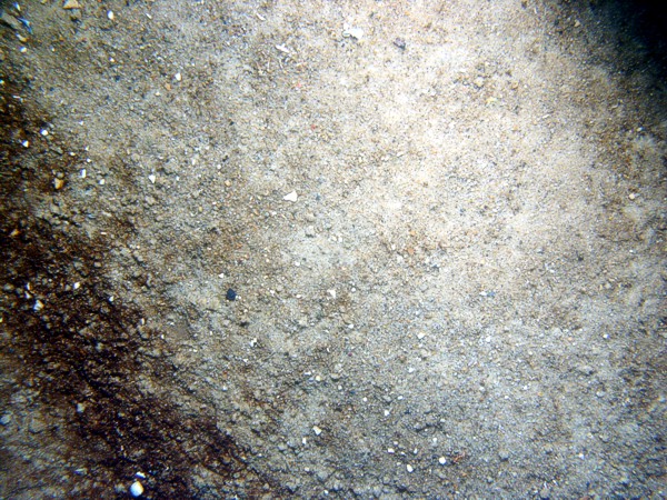 Sand, gravelly, rippled, organics concentrated in troughs and sand dollars on crests, scattered shell debris, starfish, crabs.