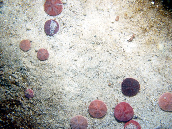 Sand, ripples (10-20 cm high), numerous sand dollars concentrated on crests and organics in troughs, scattered shell debris.
