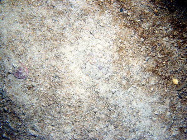Sand, gravelly, ripples, some sand dollars concentrated on ripple crests and organics and gravel concentrated in troughs, some shell debris, crab.