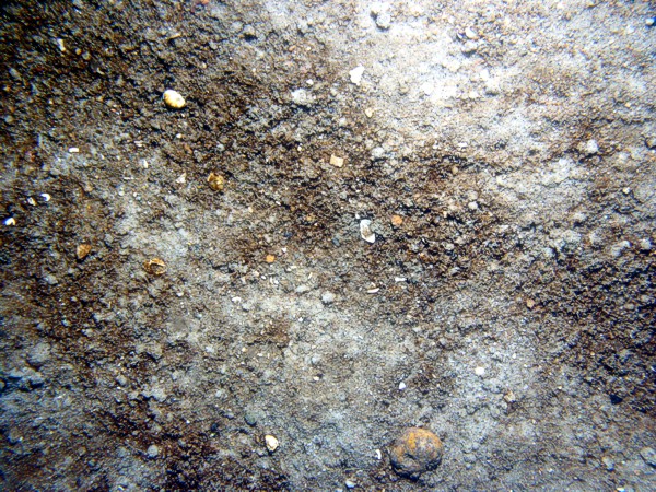 Sand, gravelly, ripples, some sand dollars concentrated on ripple crests and organics and gravel concentrated in troughs, some shell debris, sand eels.
