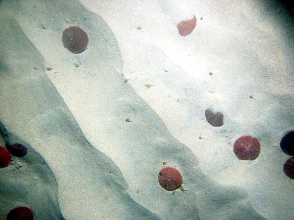 Sand, fine grained, small current ripples, numerous sand dollars, some shells and shell debris, skate, moon snail casings.