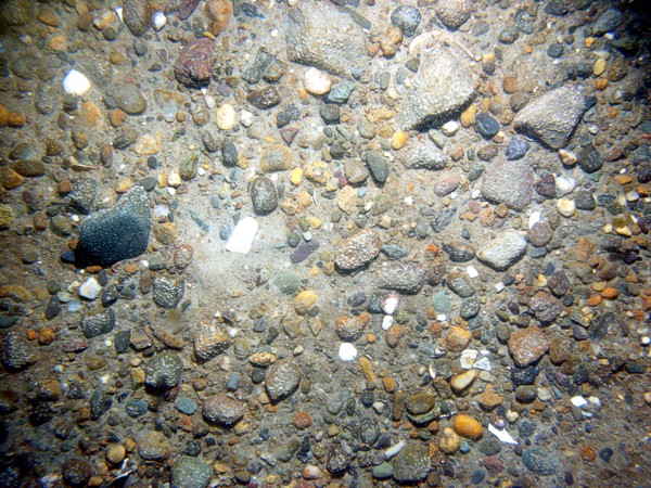 Mud, gray cohesive, dense, blocky, burrowed, (possible an outcrop of glaciolacustrine sediment), muddy lithology sticks up through sand, gravelly, rippled, gravel and shell debris concentrated in troughs moon snails, lobster, sea robin, skate, crabs, starfish.