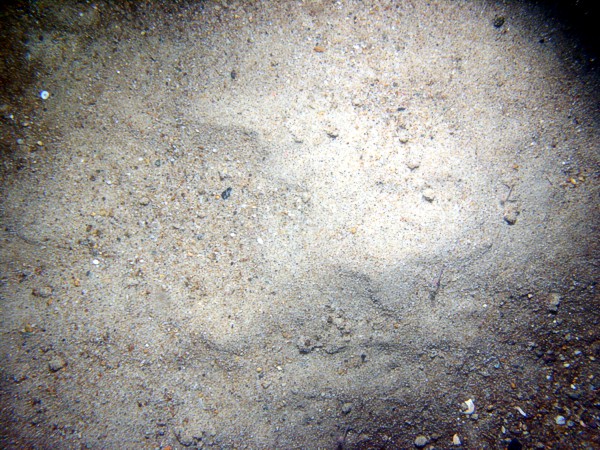 Sand, scattered patches of gravel and boulders, some sand dollars concentrated on ripple crests and organics and gravel concentrated in troughs, some shell debris, starfish, skate.
