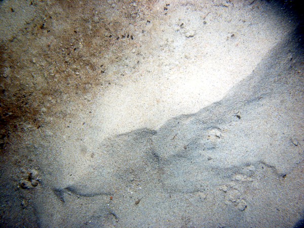 Sand, current ripples, sand dollars concentrated on ripple crests with fine gravel and organics in troughs, some shell debris, skate, flounder.