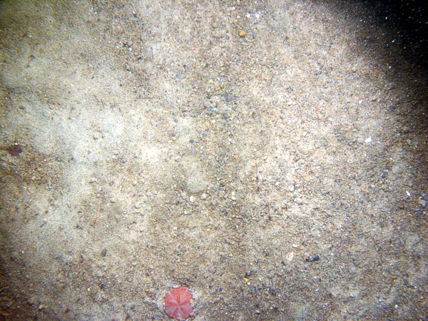 Sand, ripples, sand dollars concentrated on ripple crests with some gravel, organics, and shell debris in the troughs, starfish, fish.