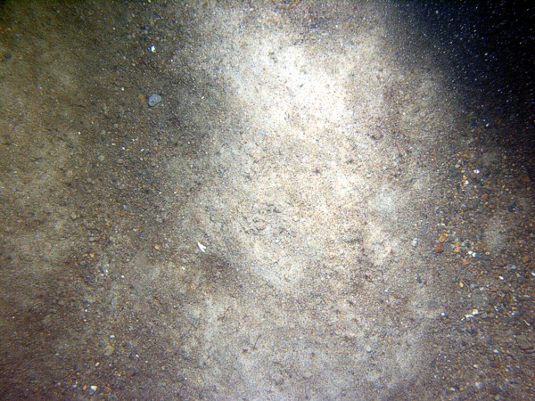 Sand, ripples, sand dollars concentrated on ripple crests with some gravel, organics, and shell debris in the troughs, starfish, fish.