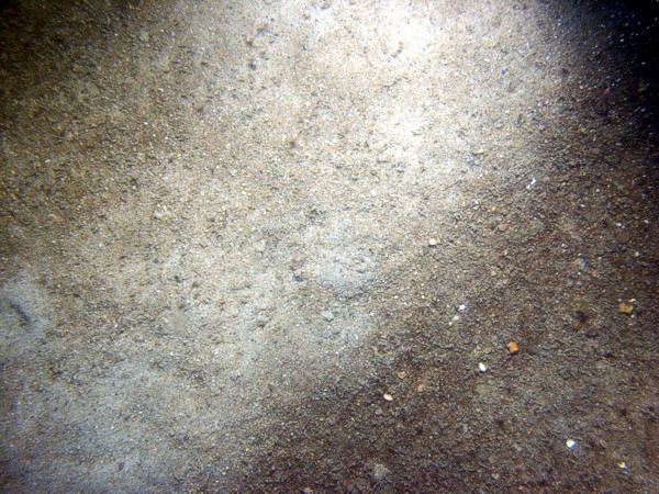 Sand, ripples, scattered boulders, gravel and organics concentrated in troughs, sponges, small burrowing anemones.
