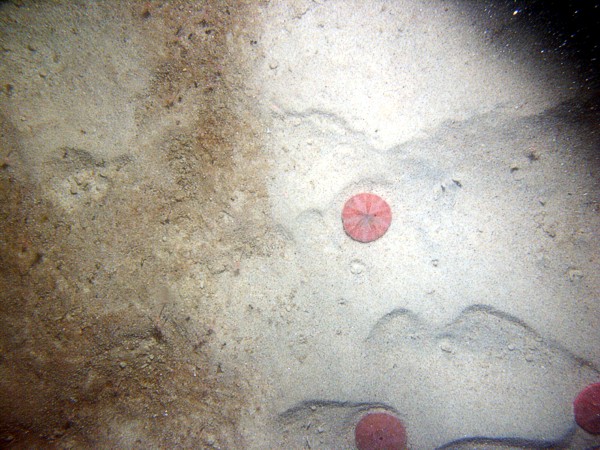 Sand, small current ripples on megaripples, patchy organic matting, sand dollars.