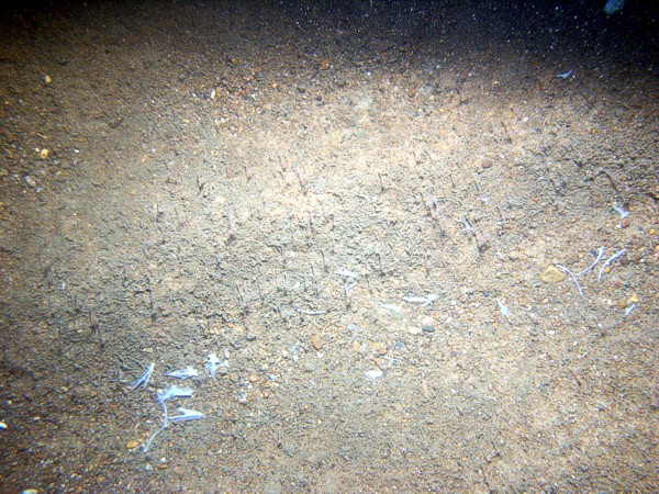 Sand, ripples, fine gravel and shell debris concentrated in troughs, sponges, small burrowing anemones.