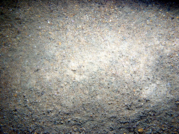 Sand, ripples, fine gravel and shell debris concentrated in troughs, sponges, small burrowing anemones.
