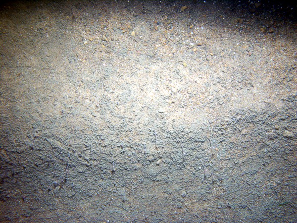 Sand, ripples with some fine gravel, organics and shell debris concentrated in troughs and a few sand dollars on the crests, fish, small burrowing anemones.
