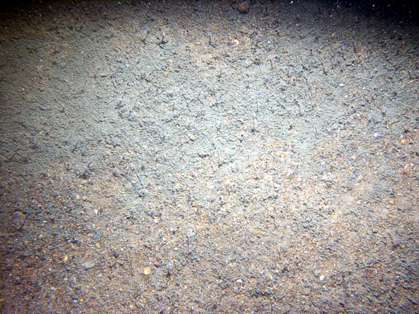 Sand, ripples with some fine gravel, organics and shell debris concentrated in troughs and a few sand dollars on the crests, fish, small burrowing anemones.