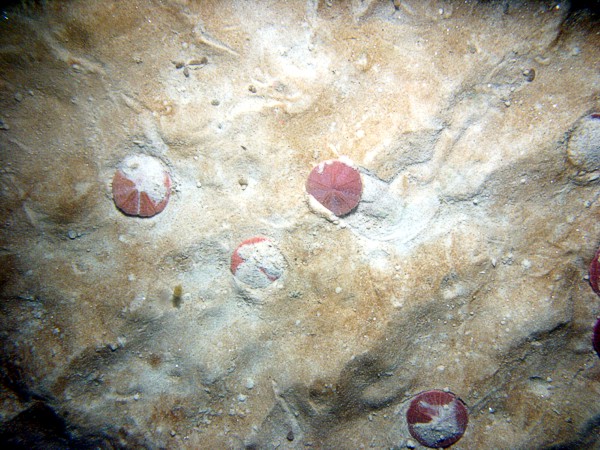Sand, small ripples (less than 5 cm high), scattered sand dollars with tracks left in the very thin organic matting, trace of shell debris.