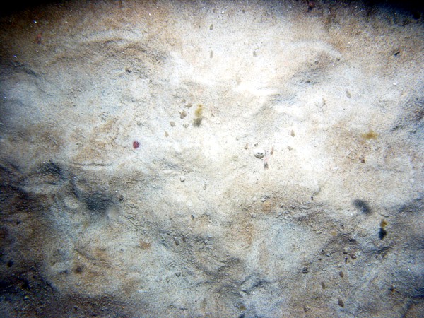 Sand, small ripples (less than 5 cm high), scattered sand dollars with tracks left in the very thin organic matting, trace of shell debris, organics drifting in current, small burrowing anemones.