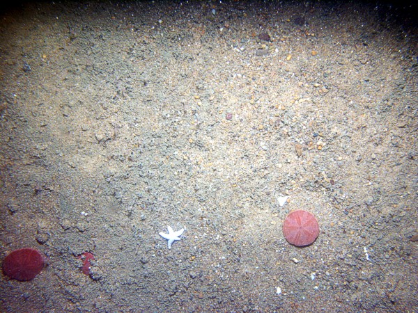 Sand, some gravel primarily in troughs, low undulating rippled bottom, trace of shell debris, sand dollars, hermit crab, starfish.