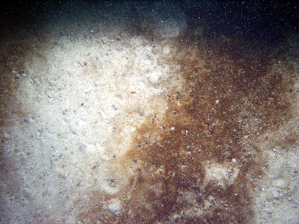 Sand, rippled (low and broad), fine gravel and heavy organics concentrated in the troughs, starfish, sparse sand dollars on ripple crests, small burrowing anemones.
