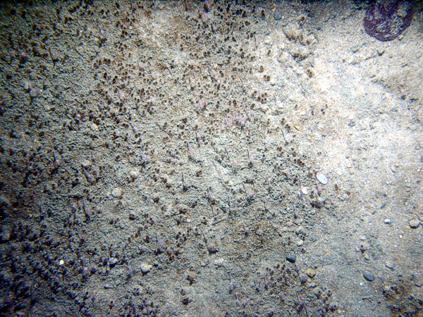 Sand, rippled (low and broad), organic matting concentrated in ripple troughs, sand dollars and their tracks on ripple crests, numerous burrows, crab, small burrowing anemones.
