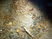 Sand, gravel, ripples, organics and gravel in troughs, scattered shell debris, soft coral (dead man's fingers), crab.