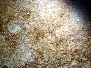 Sand, some pebbles, ripples, thin layer of organics, sand dollars, starfish, moon snail casings.