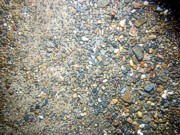 Sand, gravel in patches and concentrated in ripple troughs, scattered boulders, sponges, crab.