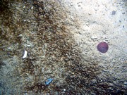 Sand, gravelly, few cobbles, scattered shell debris, sand dollars, organic mat in troughs, moon snails.