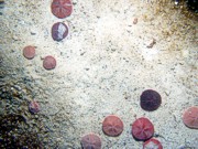Sand, ripples (10-20 cm high), numerous sand dollars concentrated on crests and organics in troughs, scattered shell debris.