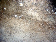 Sand, some fine gravel, ripples, some sand dollars concentrated on ripple crests and organics and gravel concentrated in troughs, scattered shell debris, crab, skate.
