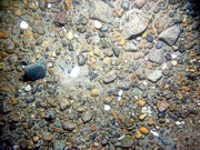 Mud, gray cohesive, dense, blocky, burrowed, (possible an outcrop of glaciolacustrine sediment), muddy lithology sticks up through sand, gravelly, rippled, gravel and shell debris concentrated in troughs moon snails, lobster, sea robin, skate, crabs, starfish.