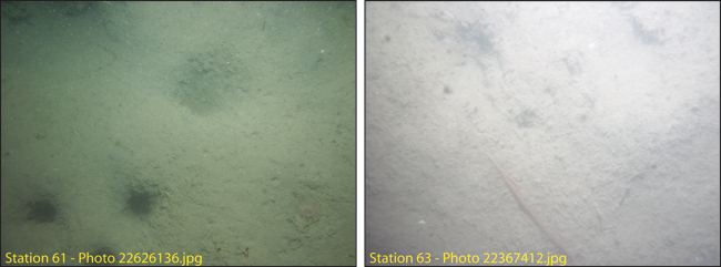 Figure 4.12. Photographs of the sea floor in areas of low backscatter intensity south of Long Island and southeast of Peddocks Island (stations 63 and 61).