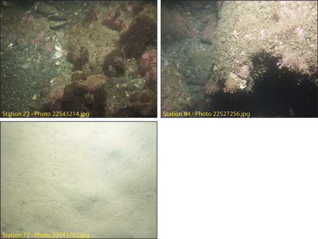 Figure 4.15. Photographs of the sea floor in Broad Sound.