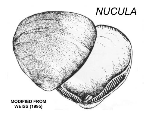 Figure 11. Image of Nucula SPP (Weiss, 1995).  These bivalves, locally known as Nutclams, range up to 6 mm long and are common in muddy bottom sediments within Long Island Sound. 