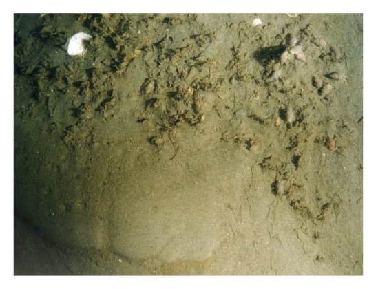 Figure 15. Bottom photograph showing an example of a sedimentary environment characterized by sorting or reworking.