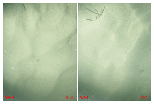 Figure 36. Bottom photographs from stations WH9 (left) and WH14 (right) showing current-rippled sand that is prevalent in areas characterized by sedimentary environments of coarse-bedload transport. Station locations are shown in figure 12.