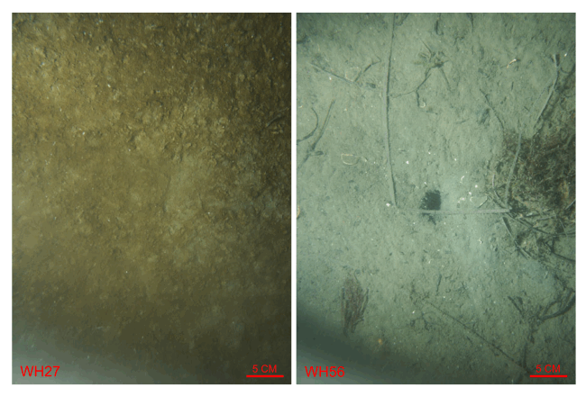 Figure 38. Bottom photographs from stations WH27 (left) and WH56 (right) showing the muddy sediment, organic mats, and burrows that are prevalent in areas characterized by sedimentary environments of long-term deposition. Station locations are shown in figure 12.