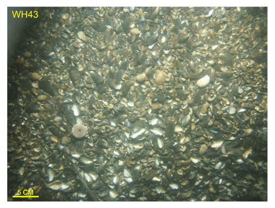 Figure 51. Bottom photograph from station WH43 at the eastern end of the Woods Hole Passage. Photo shows the dense mussel shellbeds that form part of the ebb-tidal delta. Station locations are shown in figure 12.