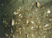 Bottom photograph showing an example of a sedimentary environment characterized by sorting or reworking.