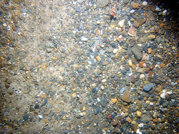 Sand, gravel in patches and concentrated in ripple troughs, scattered boulders, sponges, crab.