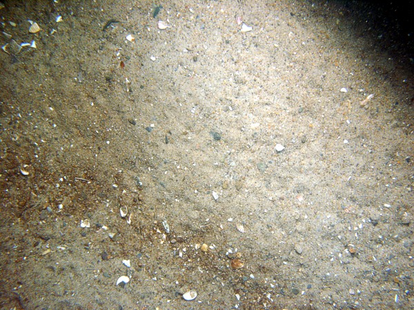 Sand, gravel and organics concentrated in ripple troughs, some shell debris, crabs.
