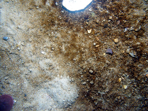 Sand, some gravel, ripples, some sand dollars concentrated on ripple crests and organics and gravel concentrated in troughs, scattered shell debris.