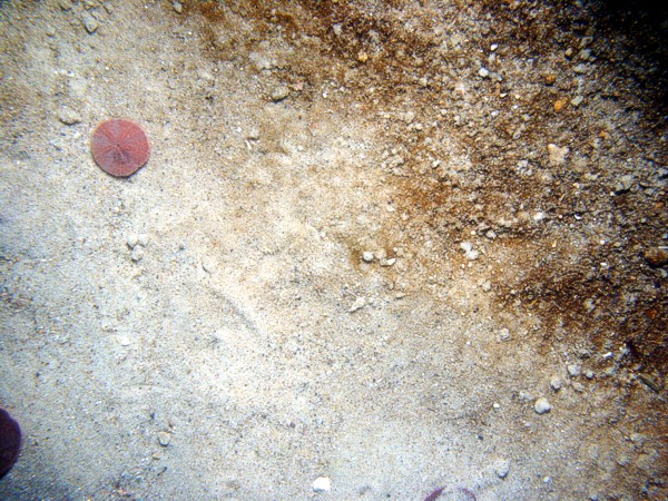 Sand, gravelly, ripples, some sand dollars concentrated on ripple crests and organics and gravel concentrated in troughs, some shell debris, sand eels.