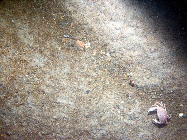 Sand, gravelly, ripples, some sand dollars concentrated on ripple crests and organics and gravel concentrated in troughs, some shell debris, crabs.