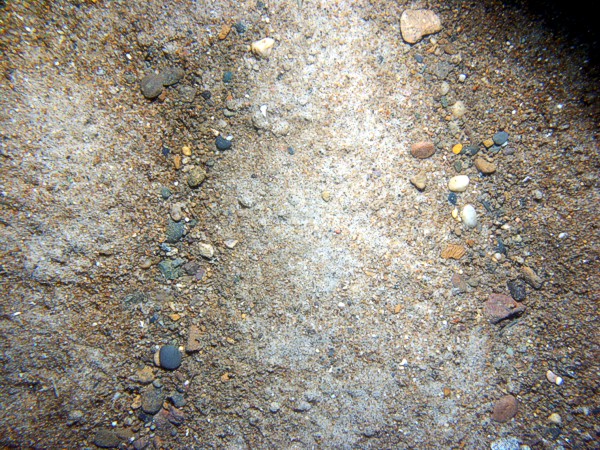 Sand, gravelly, ripples, some sand dollars concentrated on ripple crests and organics and gravel concentrated in troughs, some shell debris, crabs.