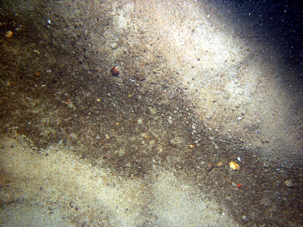 Boulders, sand, gravelly, ripples, few sand dollars concentrated on ripple crests and organics and gravel concentrated in troughs, some shell debris, crabs, starfish, soft coral.