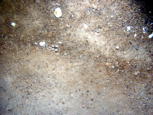Sand, some fine gravel, ripples, some sand dollars concentrated on ripple crests and organics and gravel concentrated in troughs, scattered shell debris, crab.