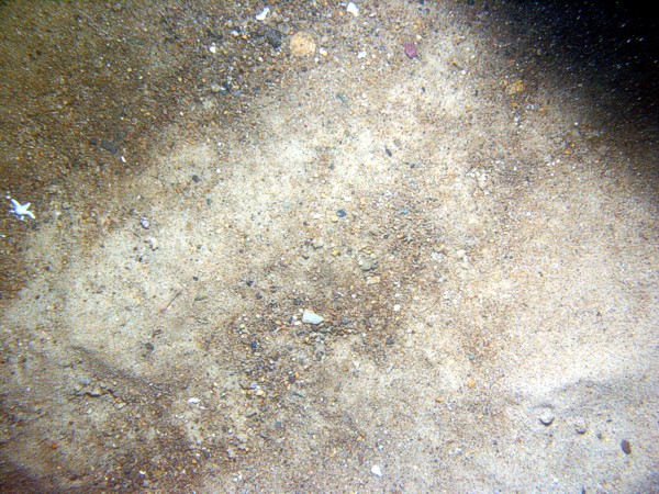 Sand, scattered patches of gravel and boulders, some sand dollars concentrated on ripple crests and organics and gravel concentrated in troughs, some shell debris, starfish, skate.